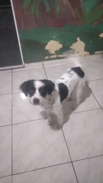 Junior, cão