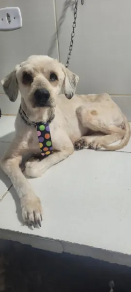 Neo, cão