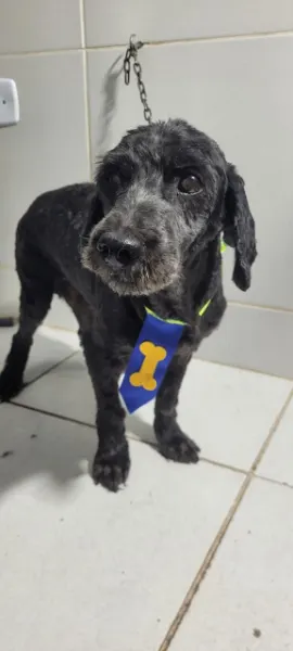 Chico 2, cão