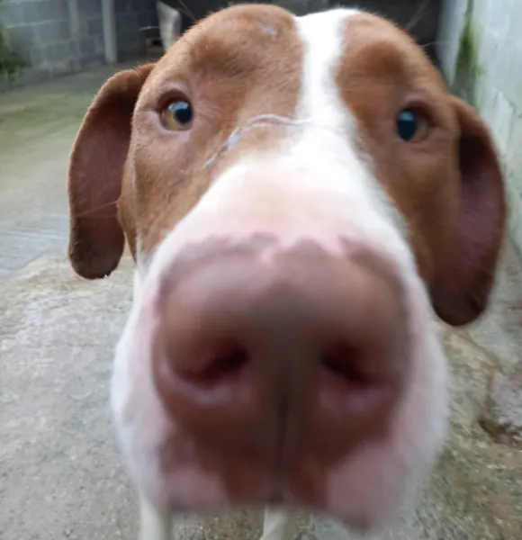 BOB, cão