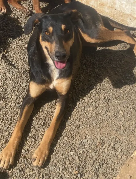 Bela, cão