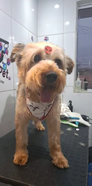Sidney, cão