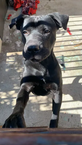 Scooby, cão
