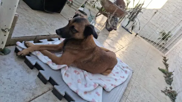 Nino, cão
