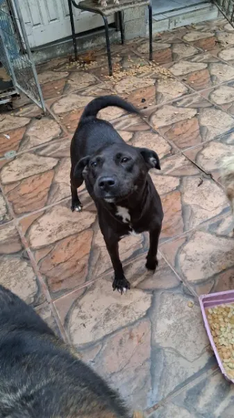 Perola, cão
