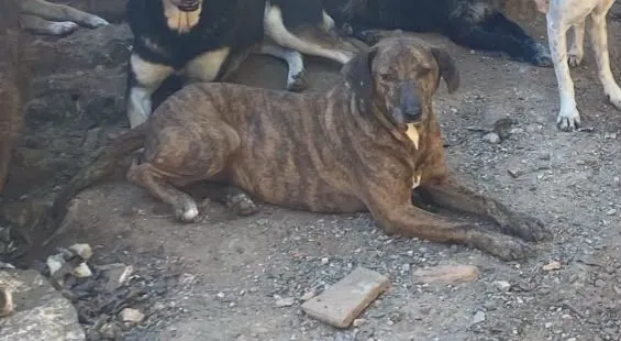 Meg, cão