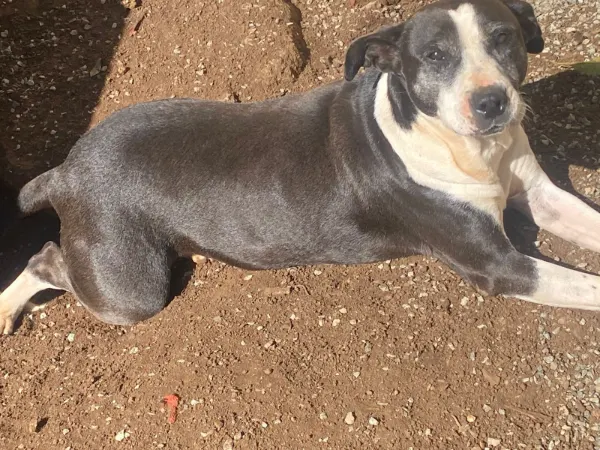 Gorda, cão