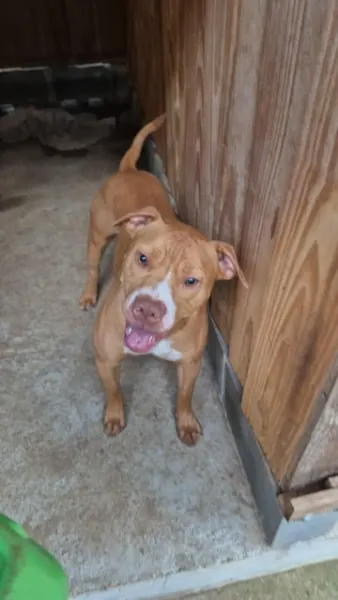Loop, cão