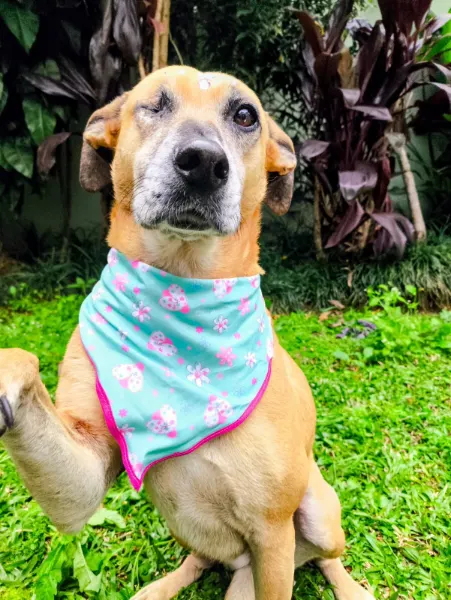 Serena, cão