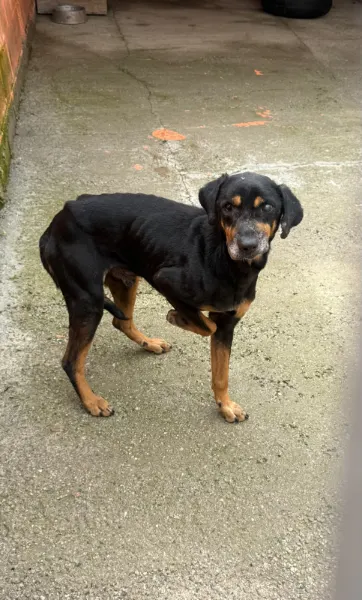 Zé, cão
