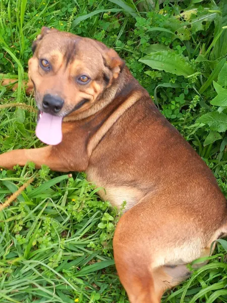 Simba 2, cão