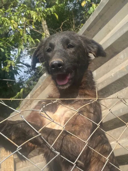 Zeus, cão