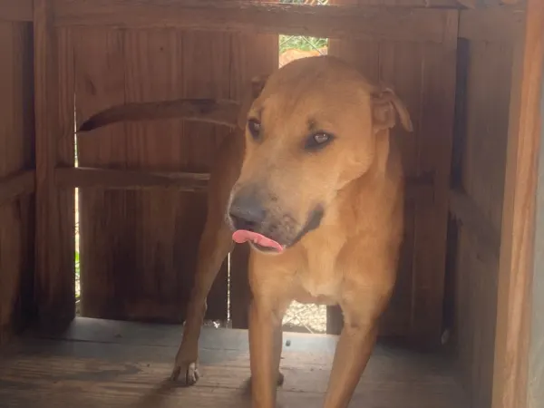 Mãezinha Aurora, cão