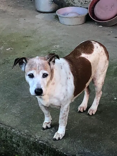 Olivia, cão