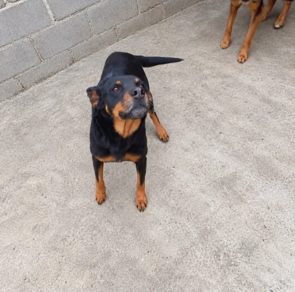 RAVENA, cão