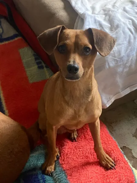 Snoopy, cão