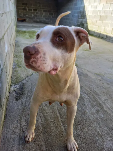 Kiara, cão