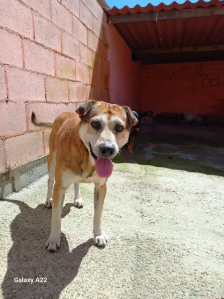 ANTONIO CARAMELO, cão