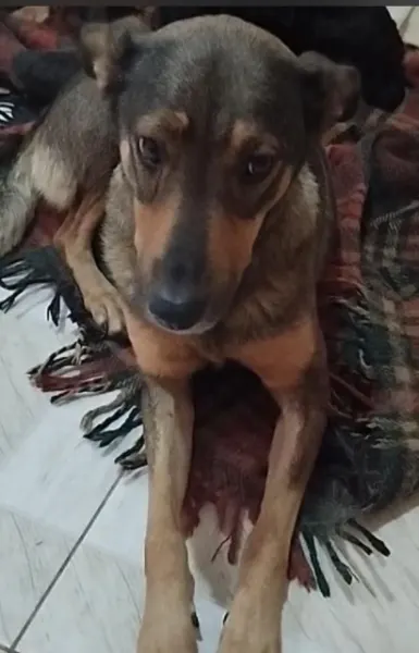 Francisca, cão