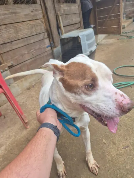 FREDERICO, cão