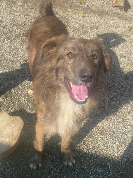 Simba, cão
