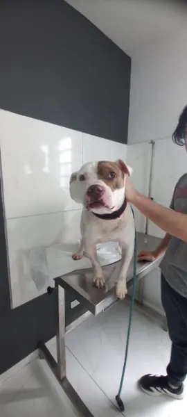 Bruce, cão