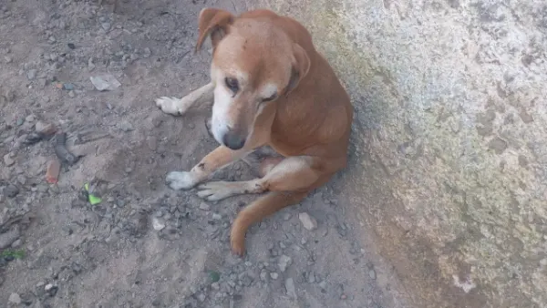 LORENZO, cão