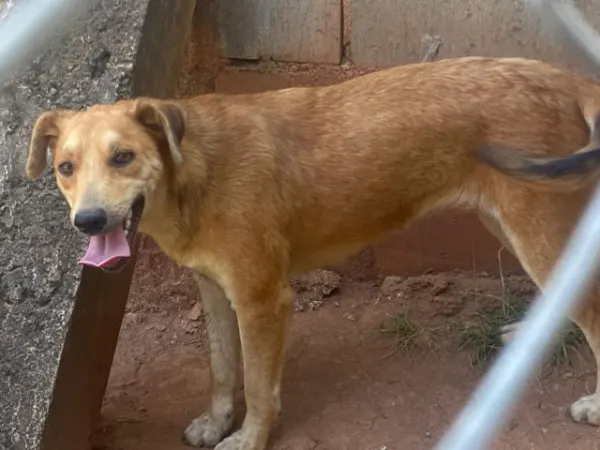 Shoppe, cão