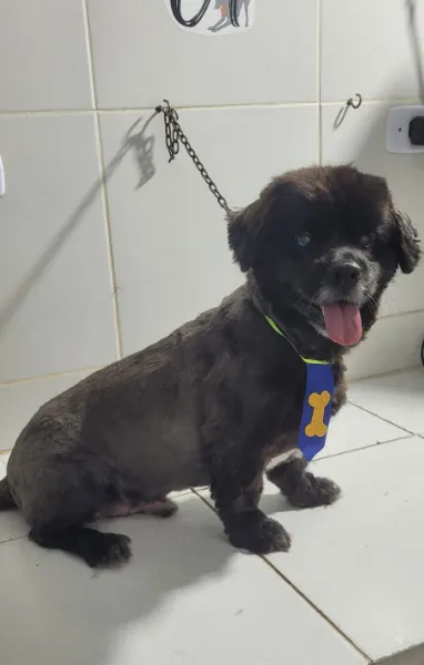 Nescau, cão