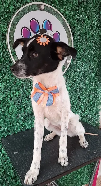 Mila, cão