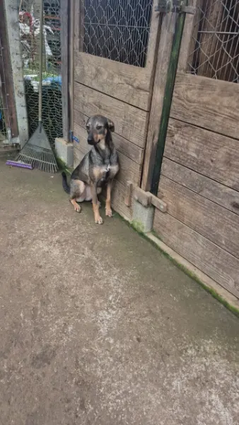 TINA, cão