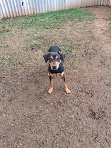 Zeze, cão