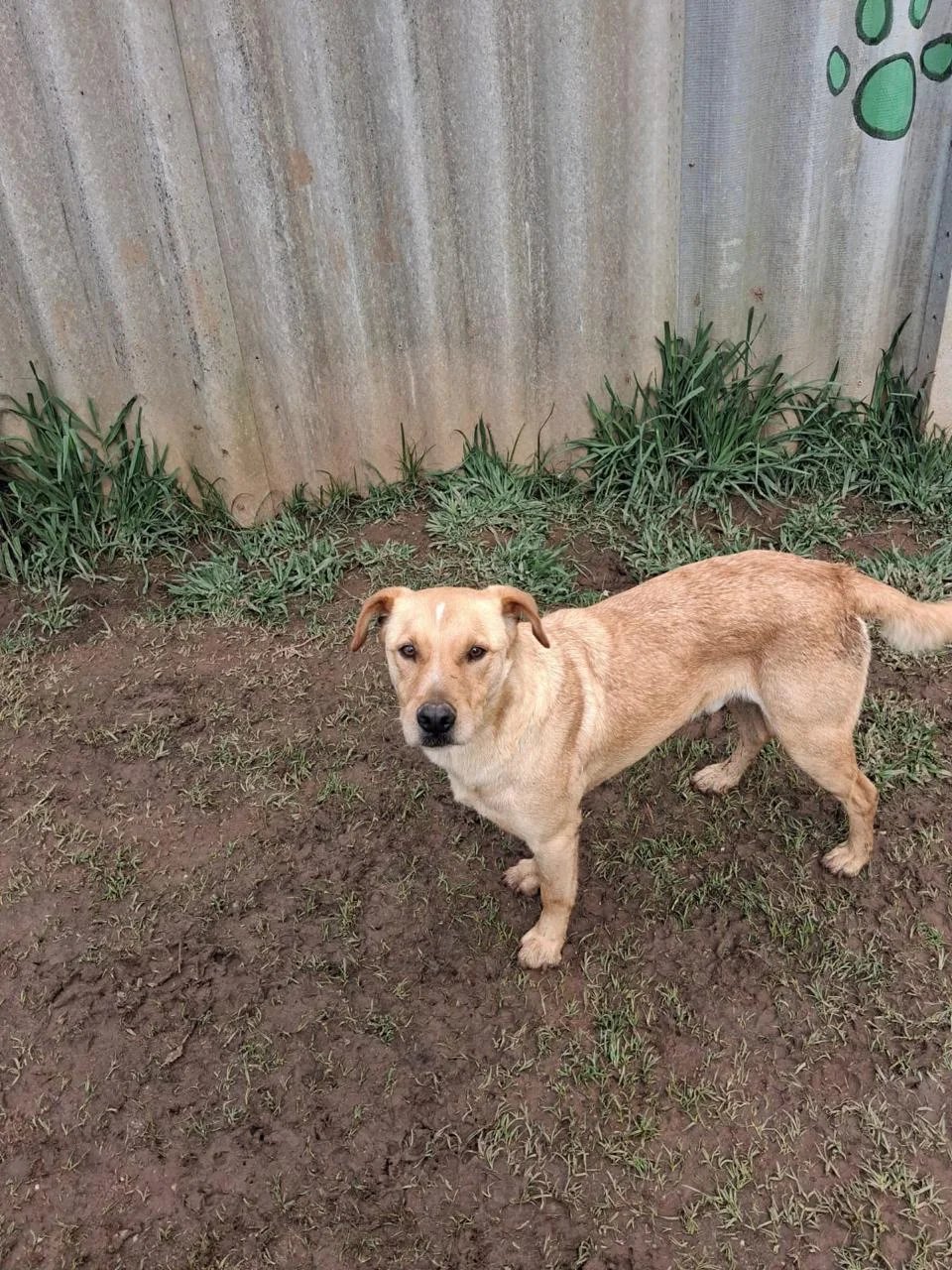 Zeca, cão