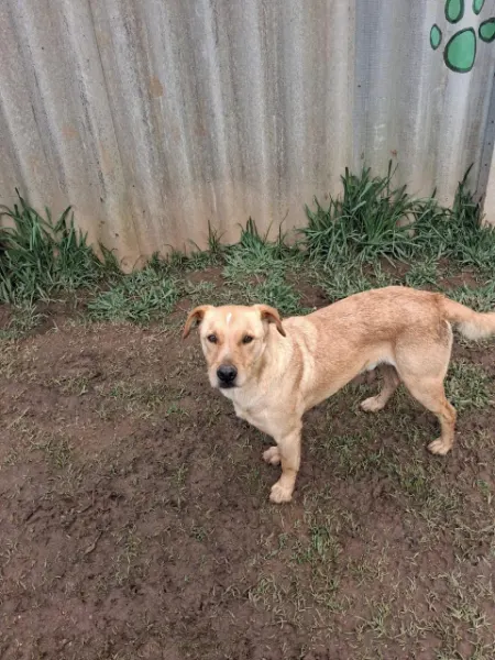 Zeca, cão