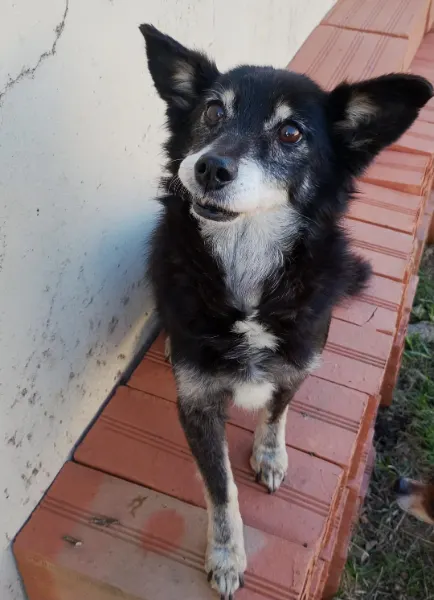 Violeta, cão