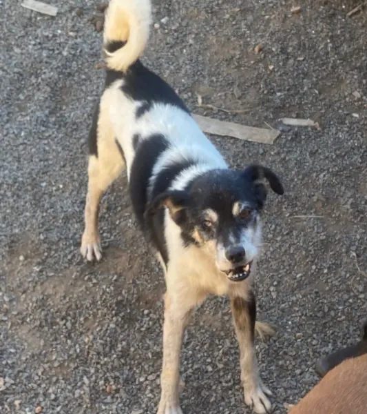 Teddy, cão