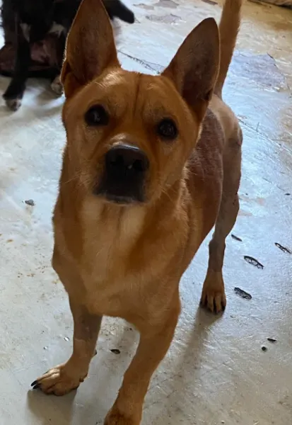 Joca, cão