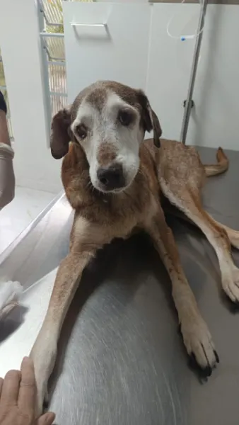 Nico, cão