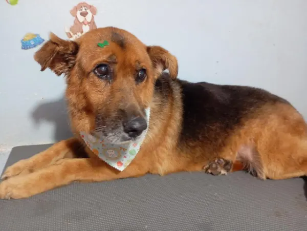 Apolo, cão