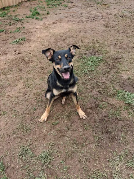 Bolt, cão