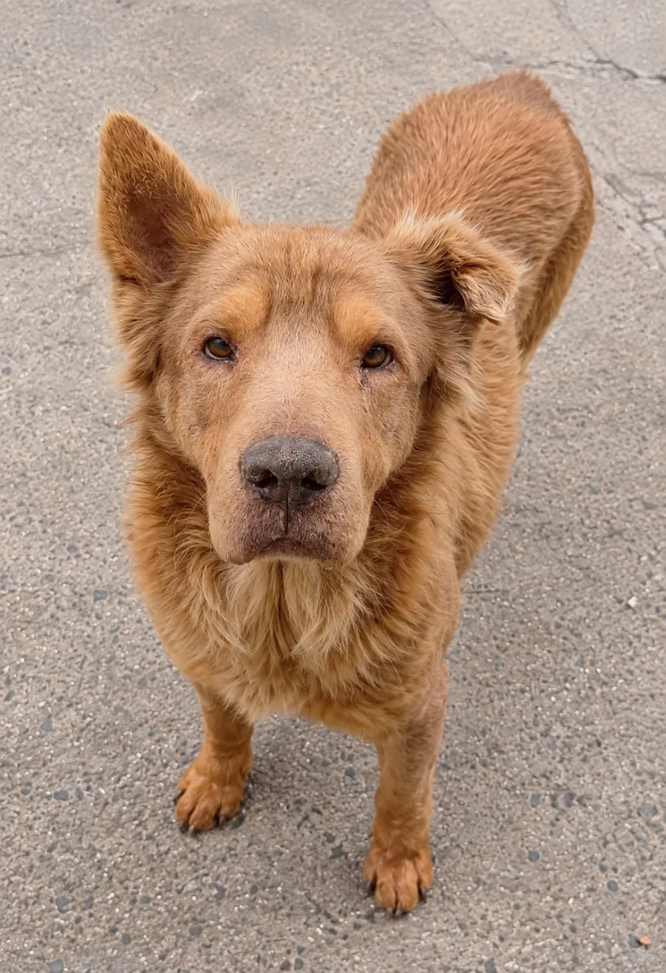 Bentinho, cão