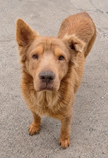 Bentinho, cão