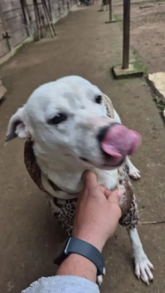 Alba, cão