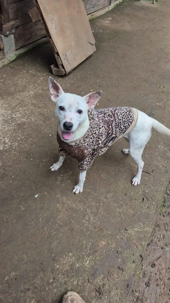 Alba, cão