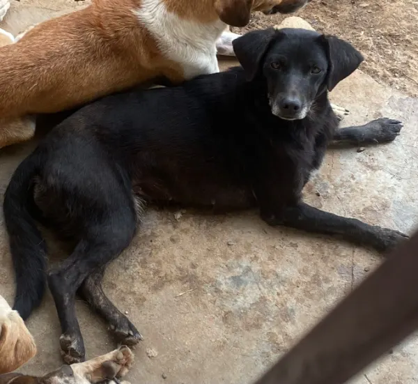 Pretinha, cão