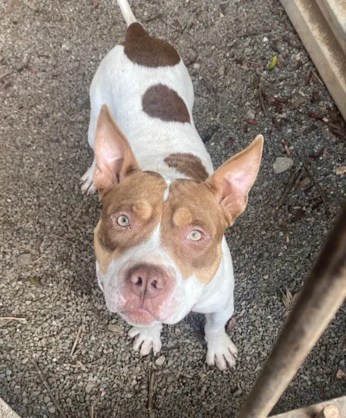 Dumbo, cão
