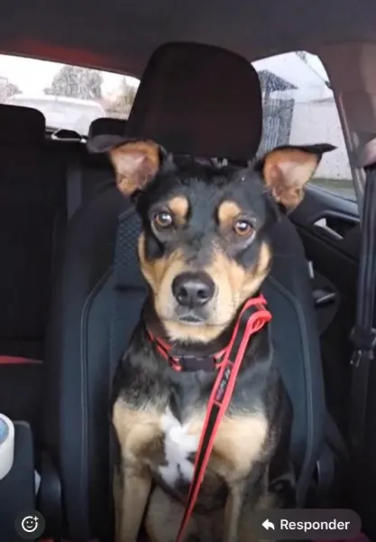 Bart, cão