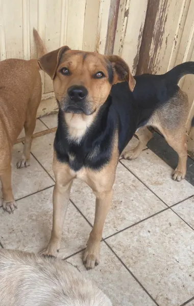 Jeorginho, cão
