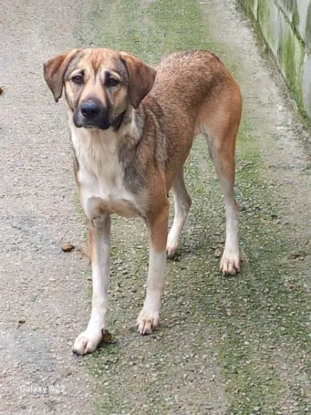 PRINCESA ESTANCIA, cão