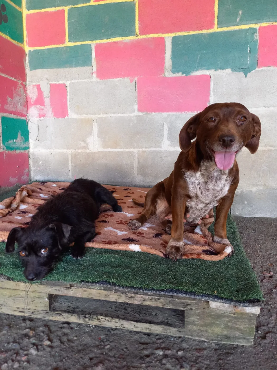 GIGI E THALIA, cão